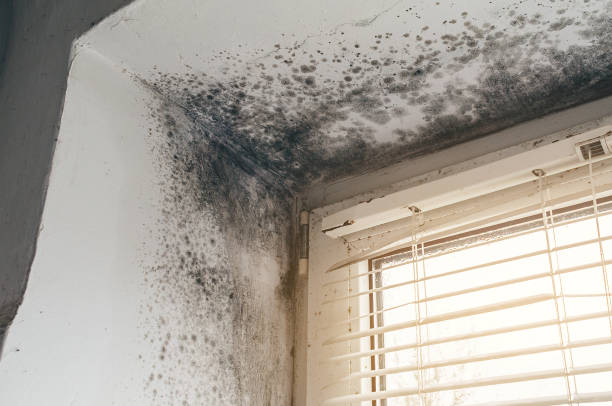 Affordable Attic Mold Remediation solutions in Garfield, TX